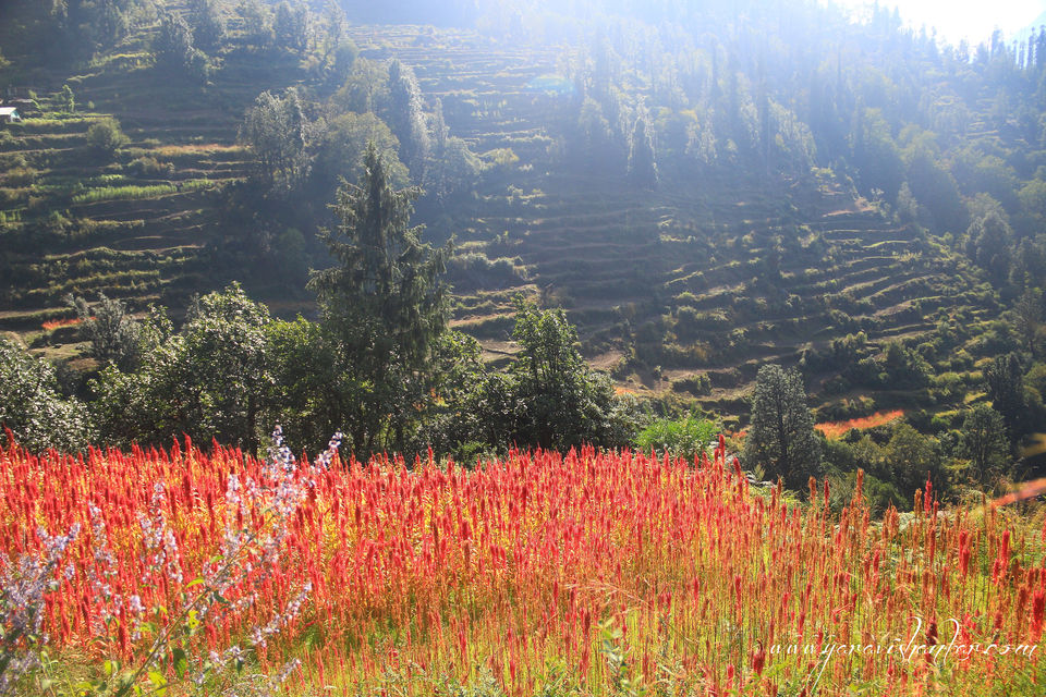 Photo of Trip to Dodhi Taal birth place of Lord Ganesh via Gangotari and Yamunotri 99/115 by Ravi Shankar
