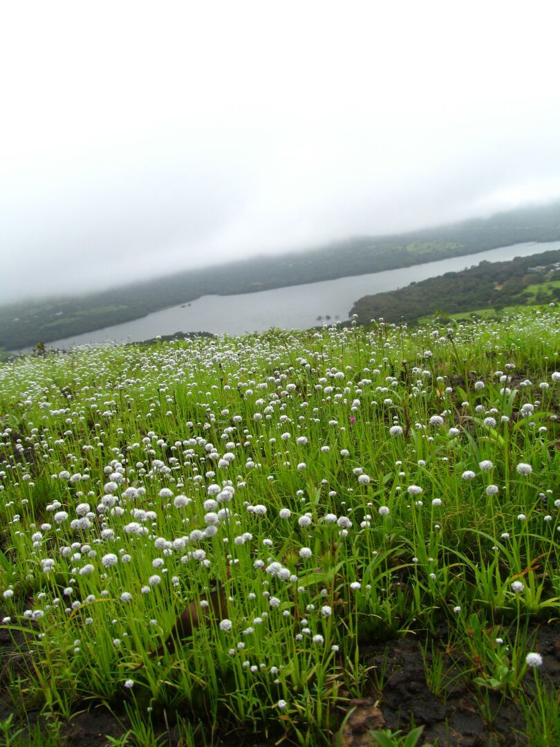 Photo of Plateau of Flowers...Kaas 1/1 by APURBA DAS
