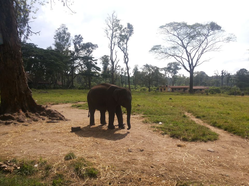 Photo of A pinch of Coffee, a dash of Nature , and Scottish feels; Coorg 1/1 by The Travel Pundit