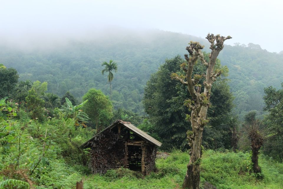 Photo of The Green Carpet that I Treaded on: My Trek to Kudremukha & Bavikonda Peaks 4/46 by Hrishikesh Baruah