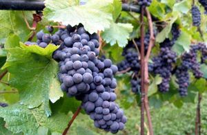 Alpine winery 1/1 by Tripoto