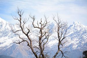 A roadtrip to the heaven called Munsyari