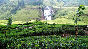 The Tea Lover's Wonderland: Nuwara Eliya