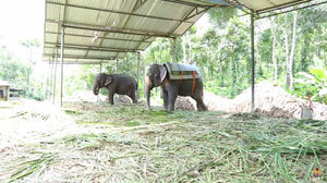 Bucket List Experience: Trekking Through The Spice Plantations Of Kerala's Kumily