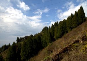 A walk through Singlila Ridge - Sandakphu and Phalut trekking